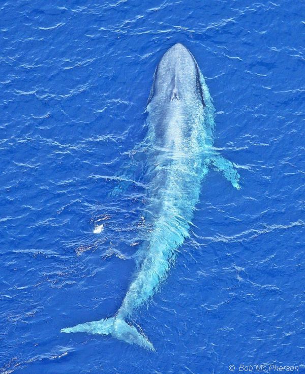 Observations - Blue Whale